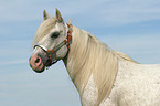 white horse portrait
