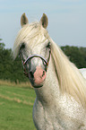 white horse portrait