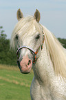 white horse portrait