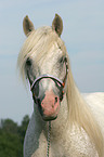 white horse portrait