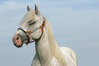 white horse portrait