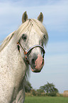 white horse portrait