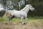 grey horse