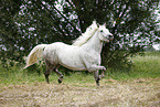 grey horse