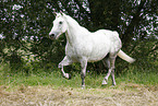 grey horse