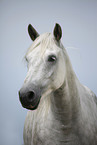 grey horse