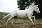 grey horse