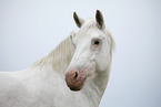 grey horse