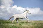 white horse