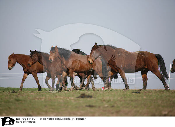 herd of horses / RR-11160