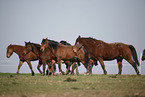 herd of horses