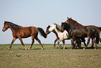 horses