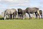 herd of horses on meadow