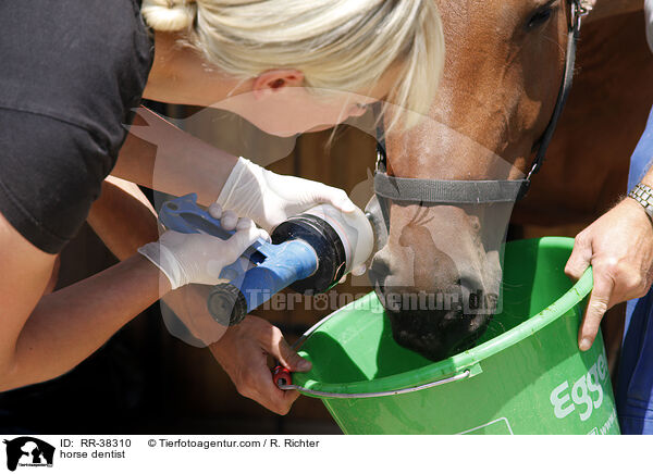 horse dentist / RR-38310