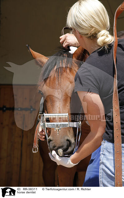 horse dentist / RR-38311