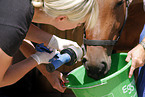 horse dentist