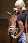 horse dentist