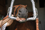 horse dentist