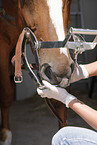 horse dentist