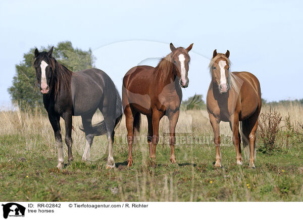tree horses / RR-02842