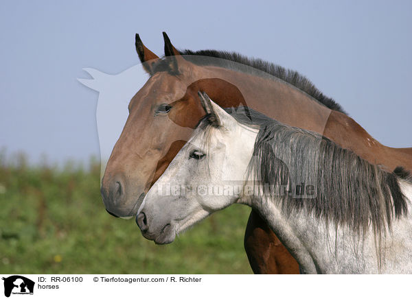 horses / RR-06100