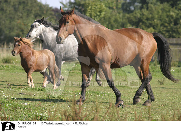 horses / RR-06107