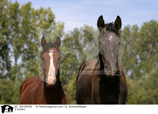 2 horses / SS-05058