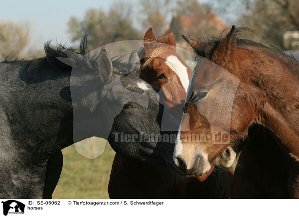 Pferde / horses / SS-05062