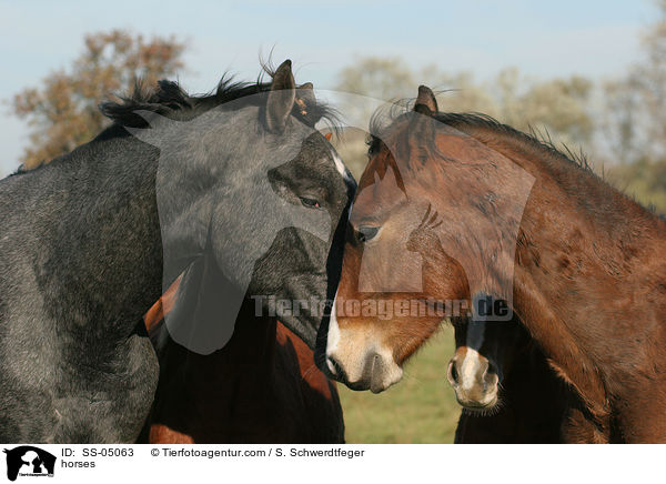 Pferde / horses / SS-05063
