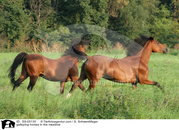 galloping horses in the meadow / SS-05130