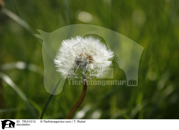 Lwenzahn / dandelion / TR-01012