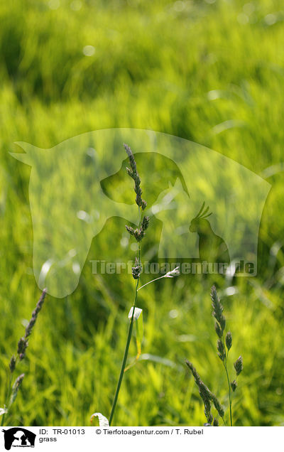 Gras / grass / TR-01013