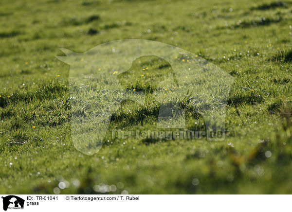 Gras / grass / TR-01041