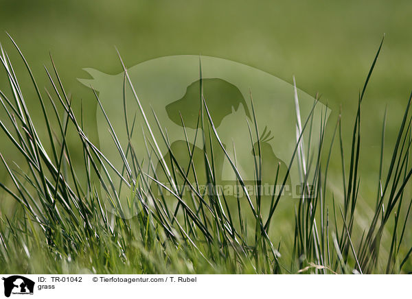 Gras / grass / TR-01042