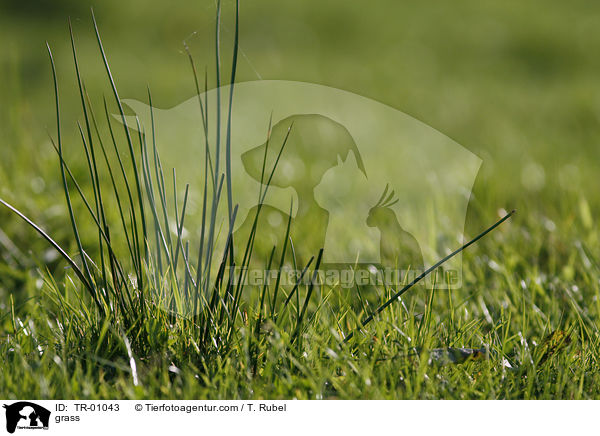Gras / grass / TR-01043