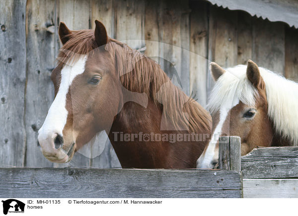horses / MH-01135