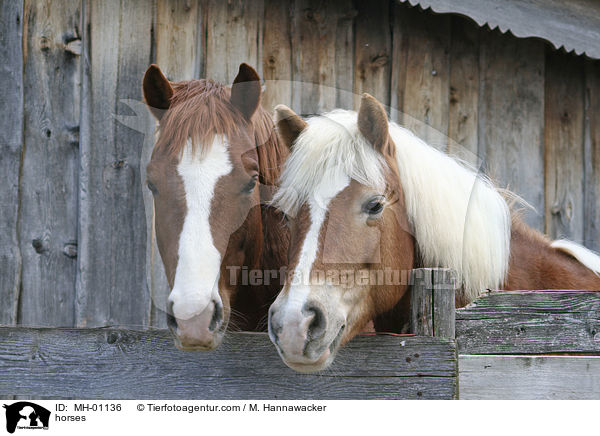 horses / MH-01136