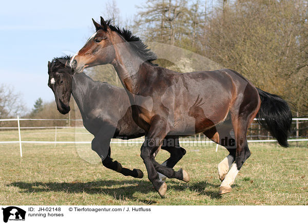 running horses / JH-02148