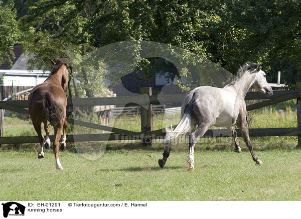 rennende Pferde / running horses / EH-01291