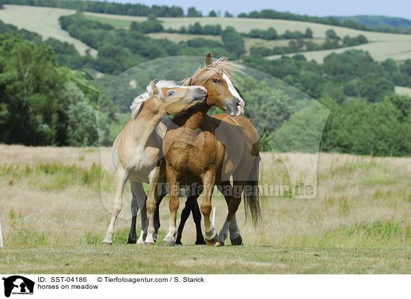 horses on meadow / SST-04186