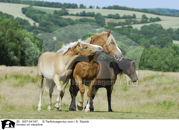 horses on meadow / SST-04187