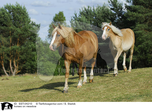 horses on meadow / SST-04210