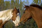 two horses