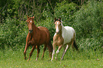 two running horses