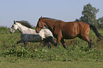 horses