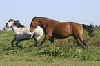 horses