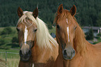 two horses