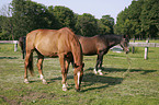 two horses
