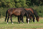horses in the meadow