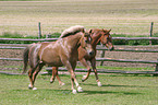 horses on meadow